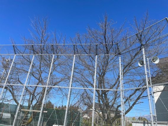 再び雨、桜の剪定